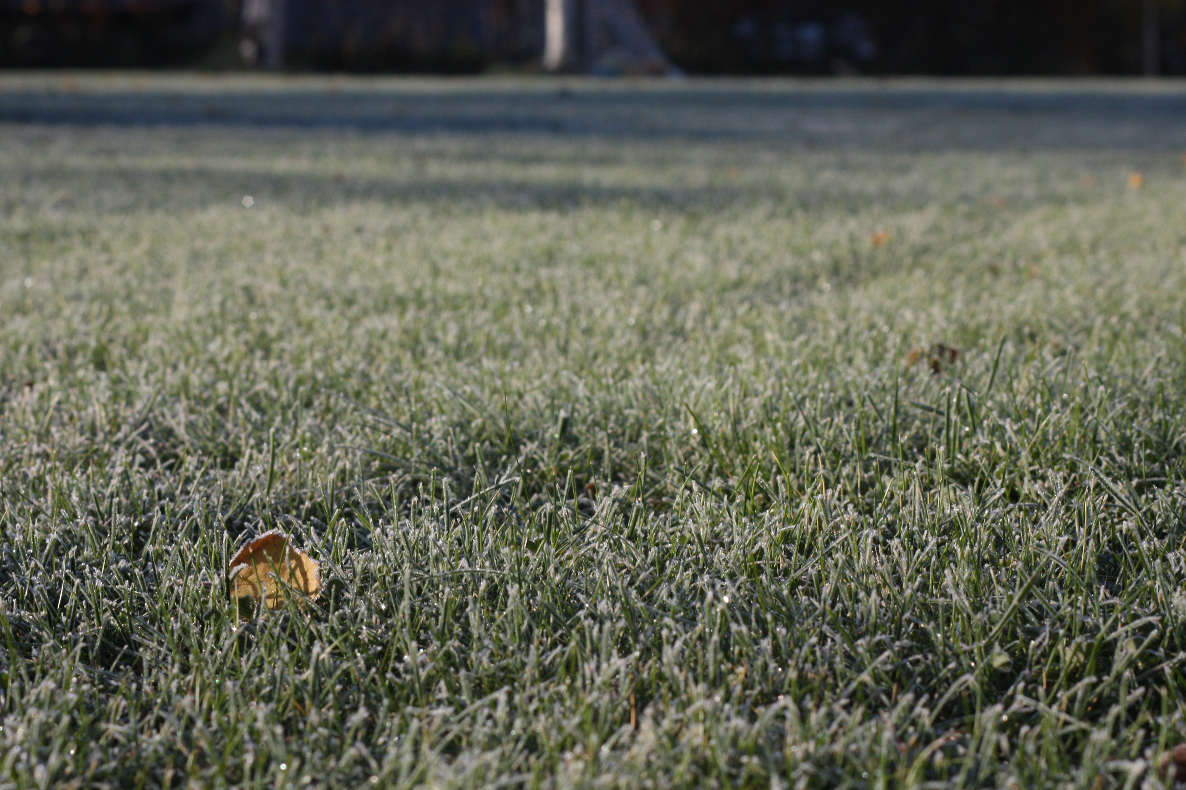 Frost på gräsmattan